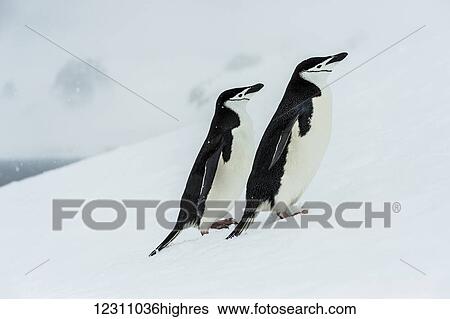 Chinstrap penguins (Pygoscelis antarctica) in a snowfall; Half Moon Island, South Shetlands, Antarctica View Large Photo Image Stock Photograph - Chinstrap penguins (Pygoscelis antarctica) in a snowfall; Half Moon Island, South Shetlands, Antarctica. Fotosearch