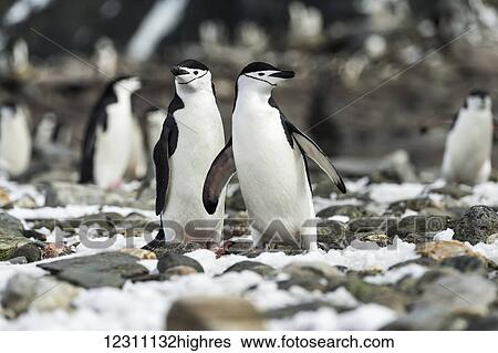 Chinstrap penguins (Pygoscelis antarctica); Elephant Island, South Shetland Islands, Antarctica View Large Photo Image Stock Photograph - Chinstrap penguins (Pygoscelis antarctica); Elephant Island, South Shetland Islands, Antarctica. Fotosearch