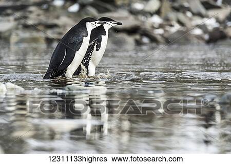 Stock Photograph - Chinstrap penguins (Pygoscelis antarctica); Elephant Island, South Shetland Islands, Antarctica. Fotosearch
