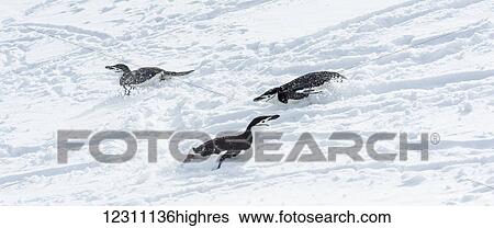 Stock Photograph - Chinstrap penguins (Pygoscelis antarctica) playing in the snow; Elephant Island, South Shetland Islands, Antarctica. Fotosearch
