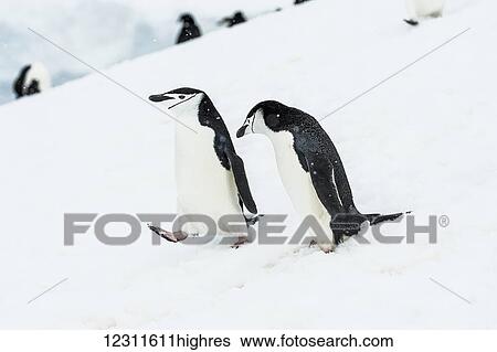Stock Photograph - Chinstrap penguins (Pygoscelis antarctica) walking down a snowy slope; Half Moon Island, South Shetland Islands, Antarctica. Fotosearch