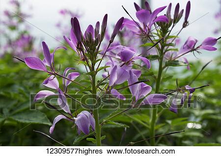 Stock Photograph - Cleome flowers in greenhouse; Lancaster, Pennsylvania, United States of America. Fotosearch