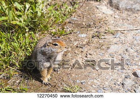 Stock Image - Close up of a Arctic ground squirrel in Denali National Park, Interior Alaska. Fotosearch