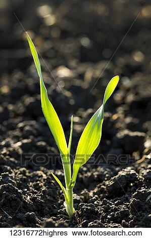 Close up of a barley seedling in dark soil at the two leaf stage; Calgary, Alberta, Canada View Large Photo Image Stock Photograph - Close up of a barley seedling in dark soil at the two leaf stage; Calgary, Alberta, Canada. Fotosearch