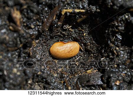 Stock Photograph - Close up of a bean seed planted in the soil; Calgary, Alberta, Canada. Fotosearch