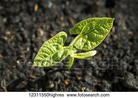 Close up of a bean seedling at the two leaf stage; Calgary, Alberta, Canada View Large Photo Image Stock Photograph - Close up of a bean seedling at the two leaf stage; Calgary, Alberta, Canada. Fotosearch