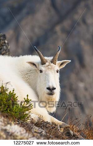 Stock Photo - Close up of a billy goat near Crow Creek Pass in Chugach State Park near Girdwood in South Central Alaska.. Fotosearch