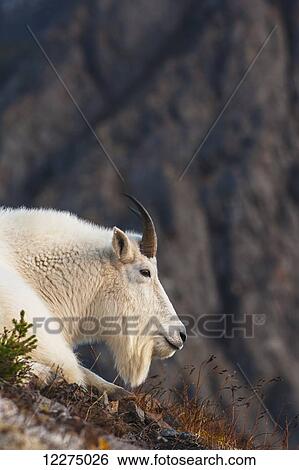 Stock Photograph - Close up of a billy goat near Crow Creek Pass in Chugach State Park near Girdwood in South Central Alaska.. Fotosearch