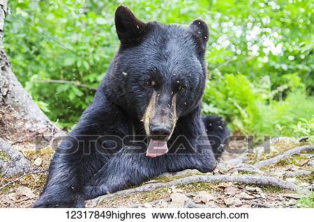 Close up of a Black Bear swarmed by mosquitoes in summer, Southcentral Alaska, USA View Large Photo Image Stock Photograph - Close up of a Black Bear swarmed by mosquitoes in summer, Southcentral Alaska, USA. Fotosearch