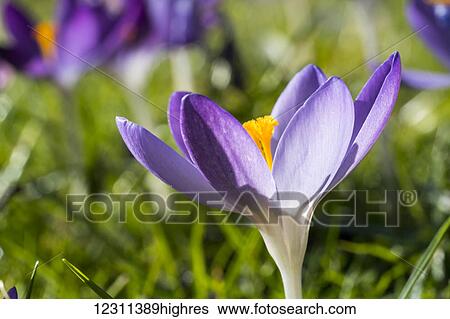 Stock Photograph - Close up of a blossoming crocus; Whitburn, Tyne and Wear, England. Fotosearch