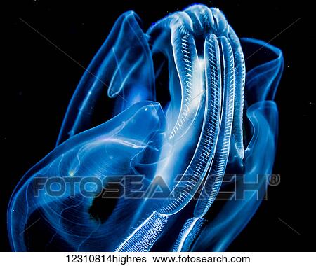 Stock Photograph - Close up of a Bolinopsid comb jelly (ctenophore) that was photographed several miles offshore of Hawaii Island during a blackwater scuba dive; Island of Hawaii, Hawaii, United States of America. Fotosearch
