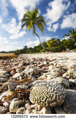 Stock Image - Close up of a brain coral on a coral beach with coconut tree in background with blue sky and clouds; Akumal, Quintana Roo, Mexico. Fotosearch