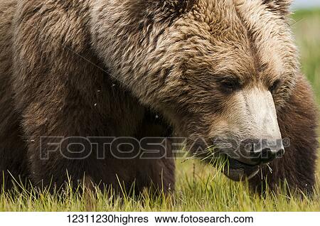 Stock Photograph - Close up of a brown bear (ursus arctos) eating grass. Fotosearch