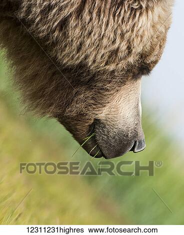 Stock Photograph - Close up of a brown bear (ursus arctos) eating grass. Fotosearch