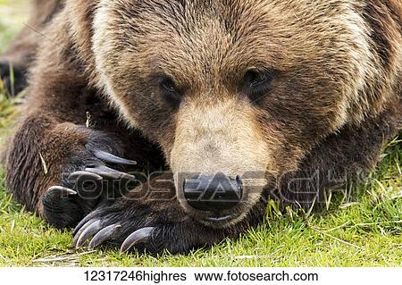 Stock Photograph - Close up of a brown bears (ursus arctos) resting on the grass, captive in Alaska Wildlife Conservation Center, South-central Alaska; Portage, Alaska, United States of America. Fotosearch