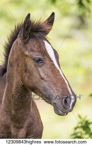 Stock Photograph - Close up of a brown horse; Galapagos Islands, Ecuador. Fotosearch