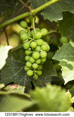 Stock Photograph - Close up of a bunch of green unripe grapes on the vine, South of Maple Creek; Alberta, Canada. Fotosearch