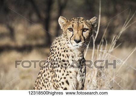 Stock Photograph - Close up of a cheetah (Acinonyx jubatus) in savanna woodlands of a cheetah farm; Namibia. Fotosearch