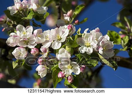Close up of a cluster of apple blossoms in bloom with deep blue sky in the background; Calgary, Alberta, Canada View Large Photo Image Stock Photograph - Close up of a cluster of apple blossoms in bloom with deep blue sky in the background; Calgary, Alberta, Canada. Fotosearch