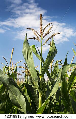 Close up of a corn plant with seed pods on top and blue sky and clouds, North of Taber; Alberta, Canada View Large Photo Image Stock Photograph - Close up of a corn plant with seed pods on top and blue sky and clouds, North of Taber; Alberta, Canada. Fotosearch