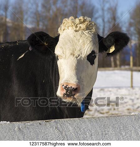 Stock Photograph - Close up of a cow standing at a fence with snow covering a field in the background; Fraser-Fort George H, British Columbia, Canada. Fotosearch