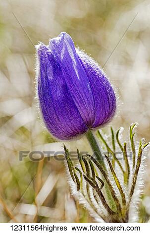 Close up of a crocus flower; Calgary, Alberta, Canada View Large Photo Image Stock Photograph - Close up of a crocus flower; Calgary, Alberta, Canada. Fotosearch