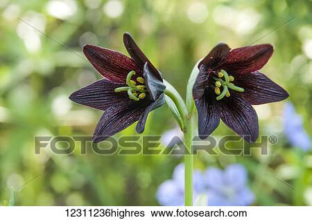 Stock Photograph - Close up of a dark purple lily. Fotosearch