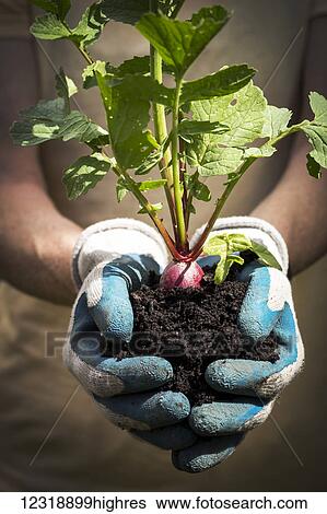 Stock Photograph - Close up of a female with garden gloves holding a handful of dark soil with a radish plant in the soil; Calgary, Alberta, Canada. Fotosearch