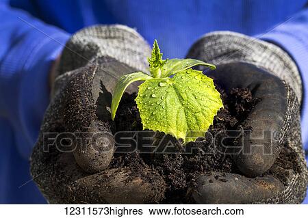 Close up of a female's hands with garden gloves holding a mound of soil with a cucumber seedling and water droplets; Calgary, Alberta, Canada View Large Photo Image Stock Photograph - Close up of a female's hands with garden gloves holding a mound of soil with a cucumber seedling and water droplets; Calgary, Alberta, Canada. Fotosearch