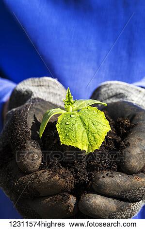 Stock Photograph - Close up of a female's hands with garden gloves holding a mound of soil with a cucumber seedling and water droplets; Calgary, Alberta, Canada. Fotosearch