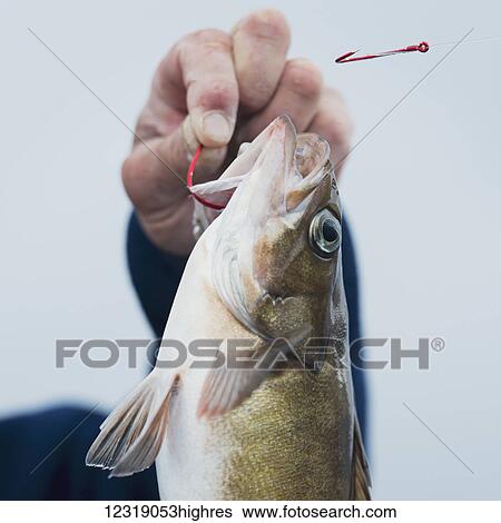 Close up of a fish hook in a fish's mouth; Queen Charlotte Islands, British Columbia, Canada View Large Photo Image Stock Photograph - Close up of a fish hook in a fish's mouth; Queen Charlotte Islands, British Columbia, Canada. Fotosearch