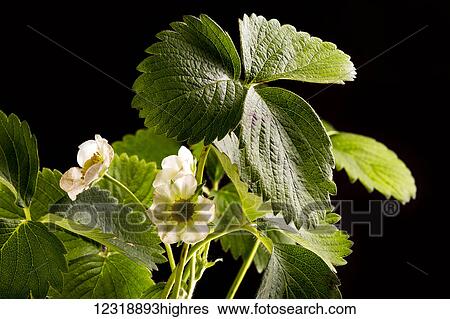 Stock Photograph - Close up of a flowering strawberry plant on a black background; Calgary, Alberta, Canada. Fotosearch