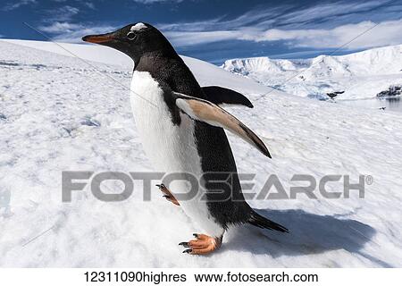 Close up of a Gentoo penguin (Pygoscelis papua), Neko Harbour; Antarctica View Large Photo Image Stock Photograph - Close up of a Gentoo penguin (Pygoscelis papua), Neko Harbour; Antarctica. Fotosearch
