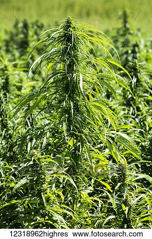 Close up of a hemp plant in a field of hemp plants, North of Bow Island; Alberta, Canada View Large Photo Image Stock Photograph - Close up of a hemp plant in a field of hemp plants, North of Bow Island; Alberta, Canada. Fotosearch