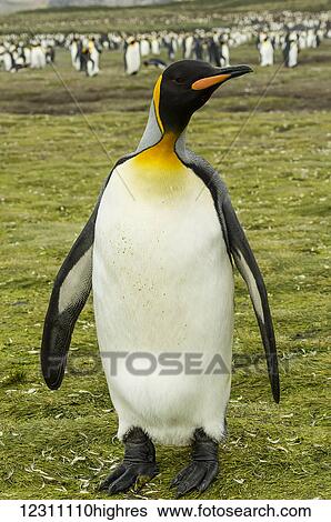Stock Photograph - Close up of a King Penguin (Aptenodytes patagonicus), Salisbury Plain; South Georgia, South Georgia and the South Sandwich Islands, United Kingdom. Fotosearch