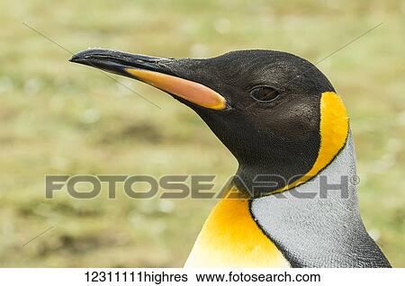 Stock Photograph - Close up of a King Penguin (Aptenodytes patagonicus), Salisbury Plain; South Georgia, South Georgia and the South Sandwich Islands, United Kingdom. Fotosearch
