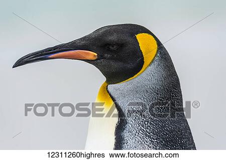 Stock Photograph - Close up of a King Penguin (Aptenodytes patagonicus). Fotosearch
