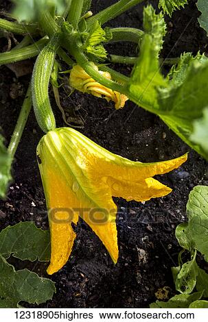 Close up of a large zucchini blossom with a small zucchini on the plant in the soil; Calgary, Alberta, Canada View Large Photo Image Stock Photograph - Close up of a large zucchini blossom with a small zucchini on the plant in the soil; Calgary, Alberta, Canada. Fotosearch