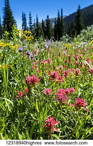 Stock Photograph - Close up of a meadow of wildflowers of paintbrush with blue sky; Waterton, Alberta, Canada. Fotosearch