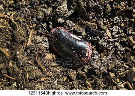 Stock Photograph - Close up of a multi-coloured bean seed planted in the soil; Calgary, Alberta, Canada. Fotosearch