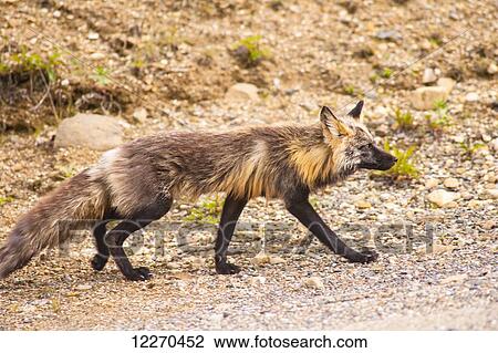 Close up of a Red Fox hunting along the Park road, Denali National Park, Interior Alaska View Large Photo Image Stock Image - Close up of a Red Fox hunting along the Park road, Denali National Park, Interior Alaska. Fotosearch