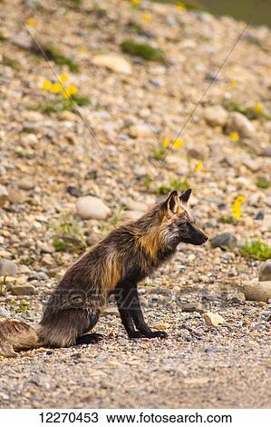 Stock Image - Close up of a Red Fox hunting along the Park road, Denali National Park, Interior Alaska. Fotosearch