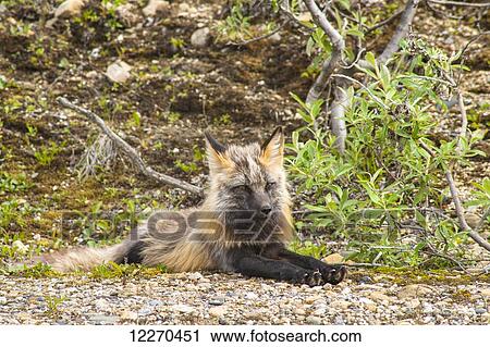 Stock Image - Close up of a Red Fox lying on the ground resting, Denali National Park, Interior Alaska. Fotosearch