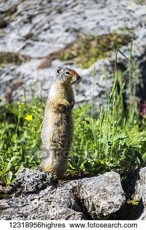 Stock Photograph - Close up of a Richardson's Ground Squirrel (Urocitellus richardsonii) standing upright on rocks, Banff National Park; Banff, Alberta, Canada. Fotosearch