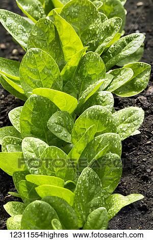 Close up of a row of young lettuce leaves with water droplets; Calgary, Alberta, Canada View Large Photo Image Stock Photograph - Close up of a row of young lettuce leaves with water droplets; Calgary, Alberta, Canada. Fotosearch