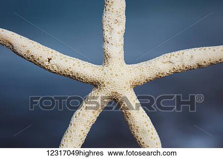 Close up of a sea star; Maui, Hawaii, United States of America View Large Photo Image Stock Photograph - Close up of a sea star; Maui, Hawaii, United States of America. Fotosearch