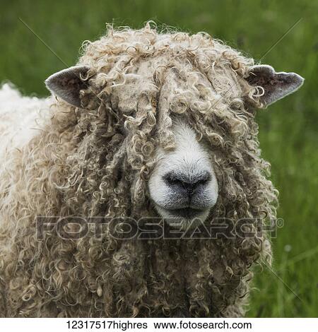 Stock Photograph - Close up of a sheep (ovis aries) covered in thick wool, Fortress of Louisbourg; Cape Breton Island, Nova Scotia, Canada. Fotosearch