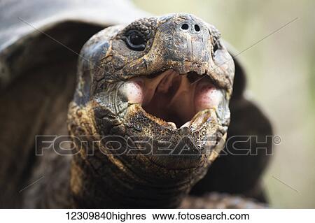 Stock Photograph - Close up of a Tortoise with it's mouth open; Galapagos Islands, Ecuador. Fotosearch