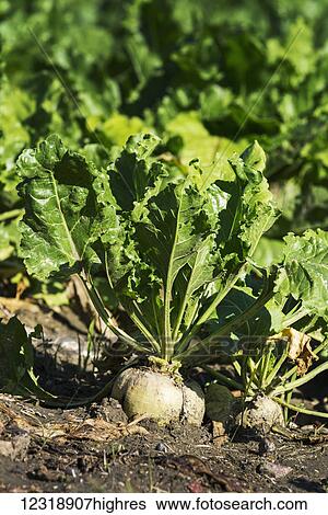 Stock Photograph - Close up of a turnip and plant in the soil of a garden; Alberta, Canada. Fotosearch