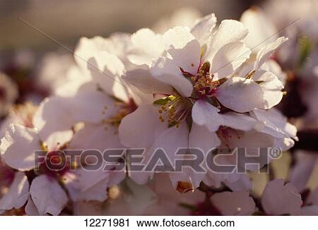 Stock Image - Close up of almond blossoms in full spring blossom stage; Modesto, California, United States of America. Fotosearch